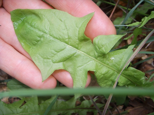 Crepis leontodontoides / Radicchiella italica